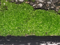 Funaria hygrometrica
