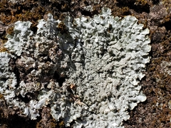 Punctelia missouriensis