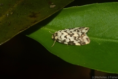 Goniosema anguliscripta