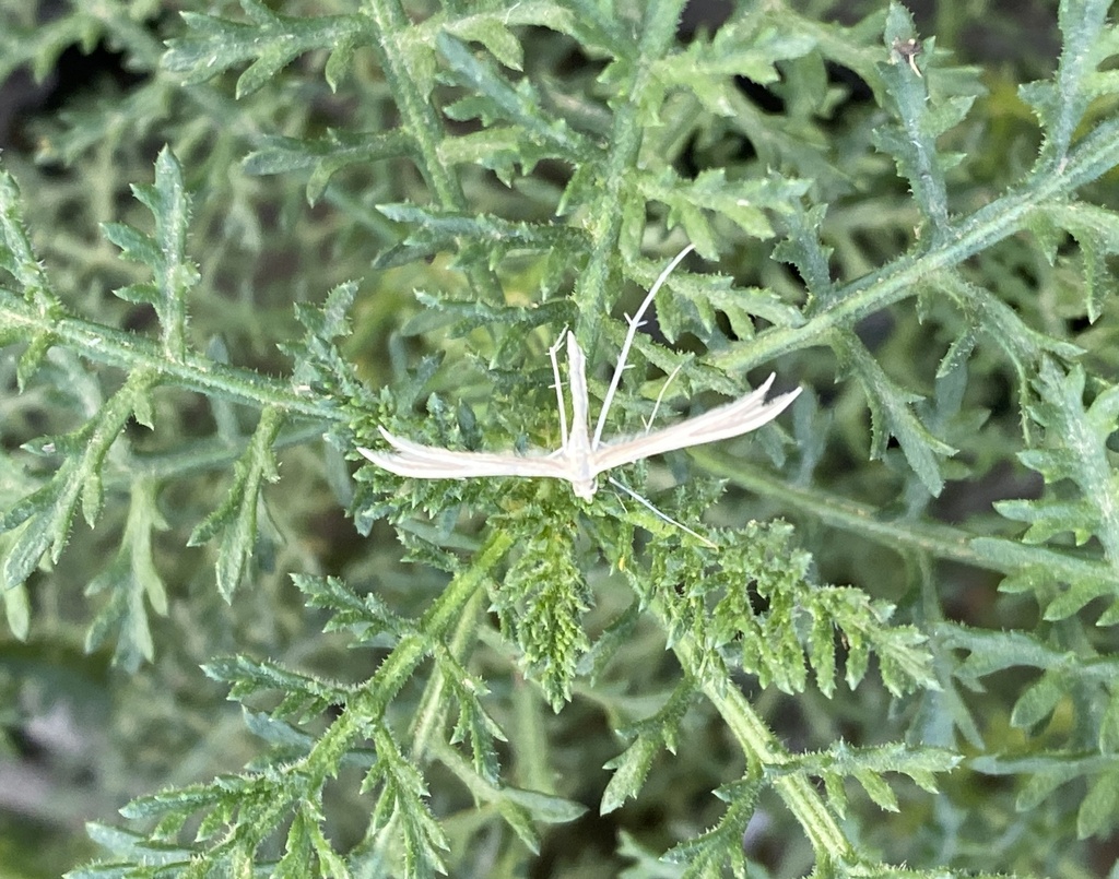 Puerphorus