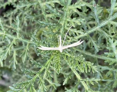 Puerphorus olbiadactylus