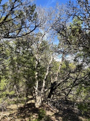 Quercus sinuata