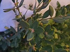 Buxus sempervirens