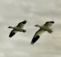 Anser caerulescens caerulescens