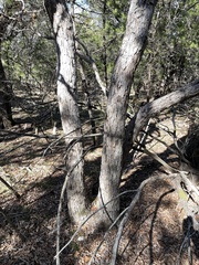 Quercus sinuata