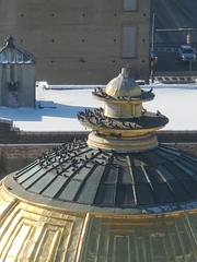 Columba livia domestica