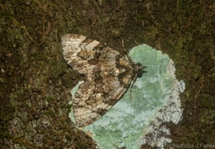 Heterochasta lasioplaca