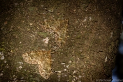 Crasilogia gressitti