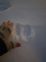 Sylvilagus floridanus