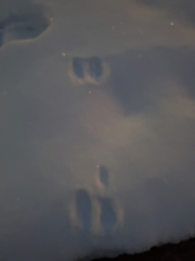 Sylvilagus floridanus