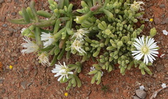 Mesembryanthemum nodiflorum