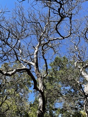 Quercus sinuata