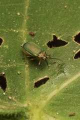 Hoplostines laporteae