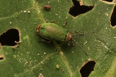 Hoplostines laporteae