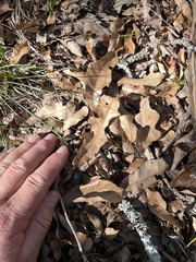 Quercus sinuata