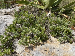 Borrichia arborescens