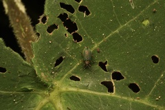 Hoplostines laporteae