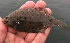 Citharichthys stigmaeus