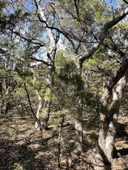 Quercus sinuata