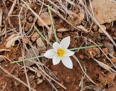 Crocus aleppicus