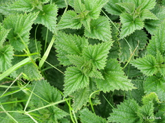 Urtica australis