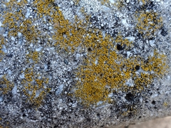 Xanthocarpia feracissima