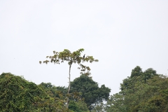 Anthracoceros malayanus