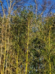 Phyllostachys aureosulcata