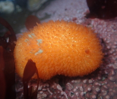 Acanthodoris lutea