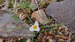 Crocus aleppicus