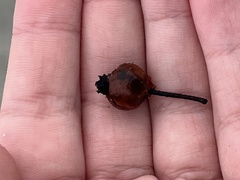 Ludwigia alternifolia