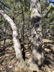 Quercus sinuata
