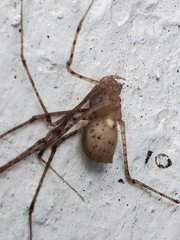 Scytodes atlacoya