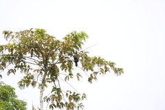 Anthracoceros malayanus