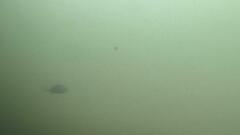 Acanthopagrus butcheri