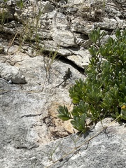 Pholidoscelis griswoldi