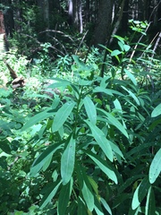 Euphorbia purpurea