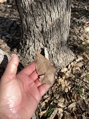 Quercus sinuata