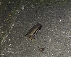 Rhaebo haematiticus