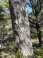 Quercus sinuata