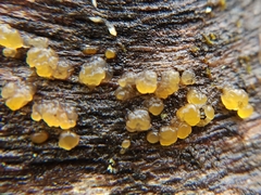 Dacrymyces stillatus