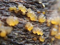 Dacrymyces stillatus