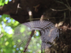 Micrathena
