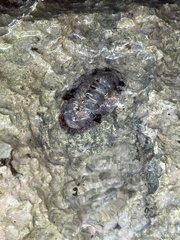 Acanthopleura granulata