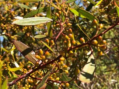 Eucalyptus leptophylla