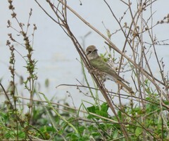 Chrysococcyx basalis