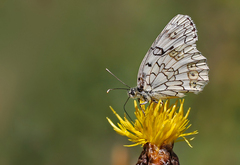 Melanargia russiae