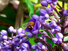Amegilla bombiformis