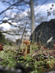 Mycena aurantiomarginata