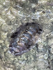 Acanthopleura granulata